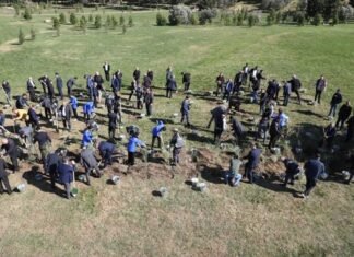 Bakıda növbəti ağacəkmə aksiyası keçirilib ağacəkmə aksiyası