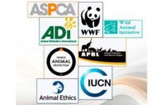 Azad olunmuş ərazilərdə minaya düşən heyvanlarla bağlı beynəlxalq təşkilatlara müraciət edilib animal organizations