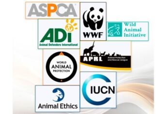 Azad olunmuş ərazilərdə minaya düşən heyvanlarla bağlı beynəlxalq təşkilatlara müraciət edilib animal organizations