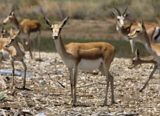 Respublikamızın təbii şəraiti müxtəlif olduğundan heyvanlar aləmi də çox rəngarəngdir ceyran