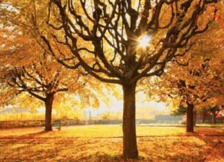 Sabah bəzi bölgələrdə 30 dərəcə isti olacaq hava məlumatı