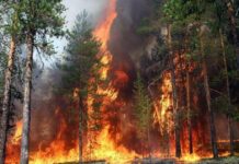 Meşə təsərrüfatına dəyən zərərin və itkilərin ödənilməsi qaydasında dəyişiklik edilib meşə ərazisi yanğın