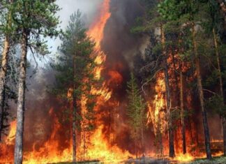 Bu il ölkəmizdə 25 hektar meşə ərazisi yanğından zərər görüb meşə ərazisi yanğın