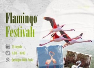 Flaminqo festivalı keçiriləcək Flaminqo festivalı