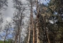 Bakıda bir neçə ərazidə ağaclar kütləvi quruyur ağac