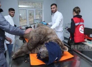 Altıağacda qonur ayılar peyvəndlənib Altıağacda qonur ayılar peyvəndlənib