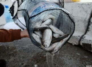 Xəzər dənizində qanunsuz balıq ovlayan şəxslər saxlanılıb balıq ovu