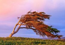 Bakıda və rayonlarda külək güclənəcək külək