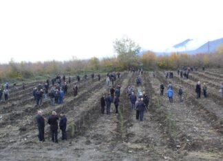 Qəbələdə ağacəkmə aksiyası zamanı 1000 ədəd ting əkilib Qəbələdə ağacəkmə aksiyası