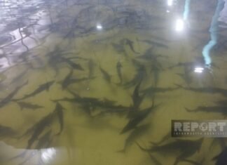 Neftçalada ilk dəfə olaraq dənizə 300 ədəd Xəzər qızılbalığı buraxılıb Xəzər qızılbalığı