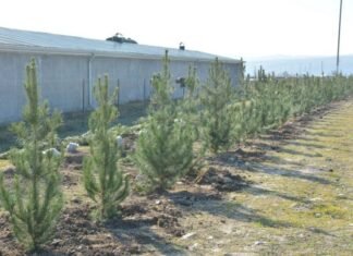 Bakıda inşa olunacaq yeni metronun yaxınlığında 15 min kvadratmetr yaşıllıq sahəsi salınacaq yaşıllıq sahəsi