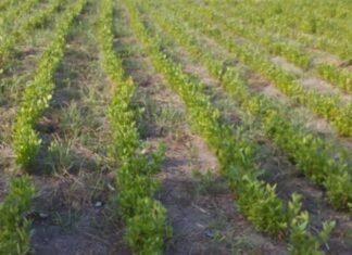 “Yaşıl dünya naminə həmrəylik ili”ndə 5 milyon ağacın əkilməsi planlaşdırılır ağac