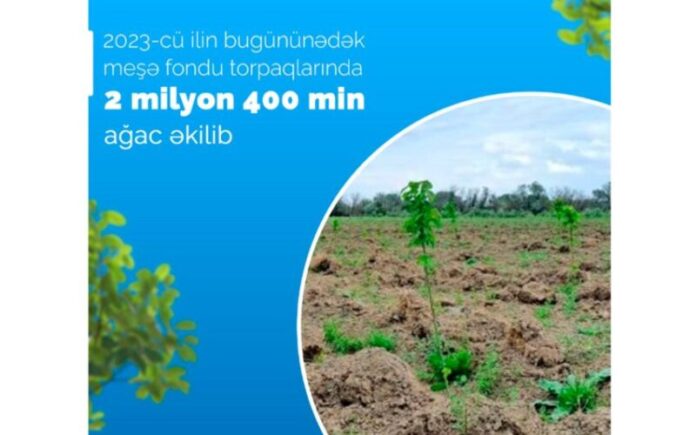 meşə fondu