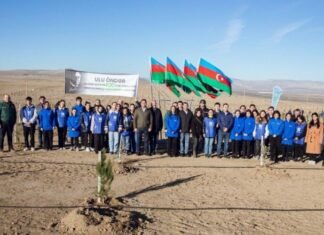 Müşfiqabadda 1500-dən çox Eldar şamı və zeytun ağacı əkilib Müşfiqabadda 1500-dən çox Eldar şamı və zeytun ağacı əkilib