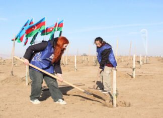 Müşfiqabad qəsəbəsində növbəti ağacəkmə aksiyası keçirilib ağacəkmə aksiyası