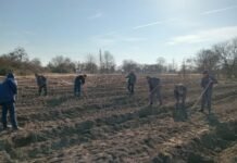 Meşə fondu torpaqlarında növbəti əkin mövsümünə start verilib meşəbərpa tədbirləri