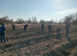 Meşə fondu torpaqlarında növbəti əkin mövsümünə start verilib meşəbərpa tədbirləri