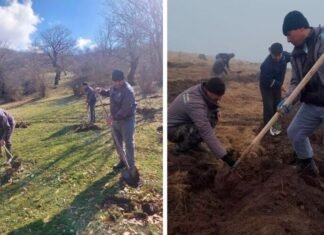 Su çərşənbəsində meşə fondu torpaqlarında 55 mindən çox ağac əkilib meşə fondu torpaqlarında 55 mindən çox ağac əkilib