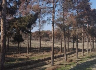 Ölkə ərazisində qurumuş Eldar şamı ağaclarına növbəti baxış keçirilir Eldar Şamı