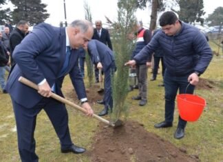 Lənkəranda ağacəkmə aksiyası keçirilib Lənkəranda ağacəkmə aksiyası