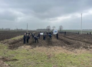 “Yaşıl dünya naminə həmrəylik ili” çərçivəsində ağacəkmə aksiyaları davam edir ağacəkmə aksiyaları
