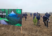 Beynəlxalq Meşələr Günündə 42 mindən artıq ağac əkilib Beynəlxalq Meşələr Günü