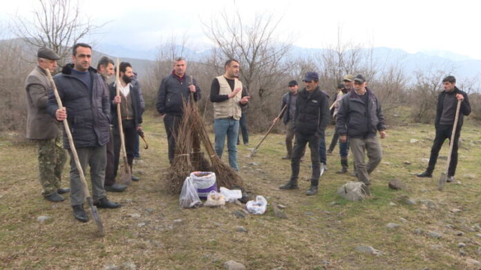 yanmış meşə sahələri bərpa edilir