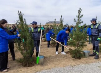 Paytaxtda növbəti ağacəkmə aksiyası keçirilib Paytaxtda ağacəkmə aksiyası
