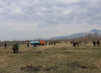 Qaxda ağacəkmə aksiyasında 600-dək ting əkilib Qaxda ağacəkmə aksiyası