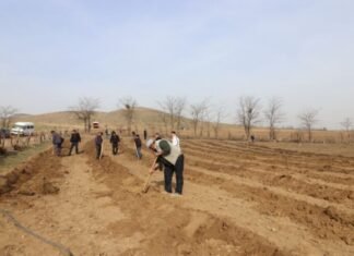 Qazaxda “Yaşıl dünya naminə həmrəylik ili” çərçivəsində ağacəkmə aksiyası keçirilib ağacəkmə aksiyası