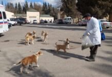 Şirvanda sahibsiz itlər quduzluğa qarşı peyvənd olunub sahibsiz itlər