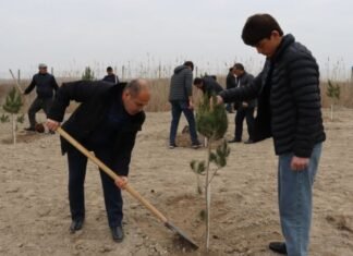 Samuxda 2000 ağac əkilib ağacəkmə aksiyası