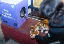 Azərbaycanlı Gənc Avropa səfirləri evsiz heyvanlar üçün 100 sığınacaq qutu quraşdırıb sığınacaq qutu