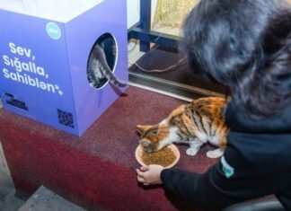 Azərbaycanlı Gənc Avropa səfirləri evsiz heyvanlar üçün 100 sığınacaq qutu quraşdırıb sığınacaq qutu