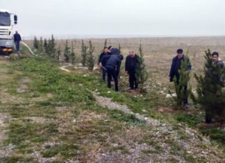 Tərtərdə növbəti ağacəkmə aksiyası keçirilib Tərtərdə növbəti ağacəkmə aksiyası