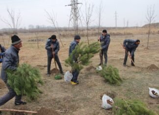 Yevlaxda ağacəkmə aksiyası Yevlaxda ağacəkmə aksiyası