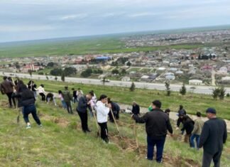 BDU tələbələrinin iştirakı ilə meşəsalma tədbiri və təlim keçirilib “Karbonu bloklayaq” adlı meşəsalma tədbiri