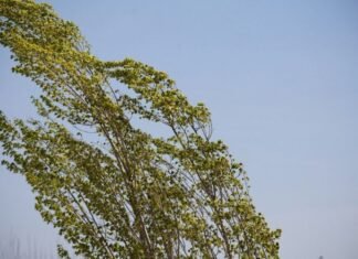 Küləkli hava şəraiti ilə bağlı sarı və narıncı xəbərdarlıq verilib külək