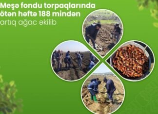 Ötən həftə 188 mindən artıq ağac əkilib meşə fondu