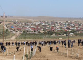 Ümummilli Lider Heydər Əliyevin doğum günü münasibətilə 1300-dən çox müxtəlif növ ağac əkilib ağacəkmə aksiyası