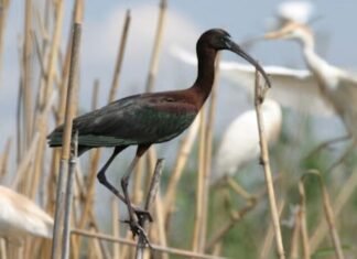 Azərbaycanda quşların qış sayğısının nəticəsinə əsasən 704 min fərd qеydə аlınıb Beynəlxalq Quşlar Günü