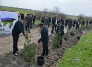 Tərtərdə ağacəkmə aksiyasında 1000 ədəd Eldar şamı əkilib Tərtərdə ağacəkmə aksiyası