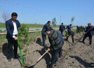 Tərtərdə “Vətən bağı” adlı ağacəkmə layihəsi həyata keçirilib Tərtərdə “Vətən bağı” adlı ağacəkmə layihəsi