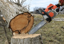 Bakıda “Avant Group” MTK ağacları kəsərək təbiətə 117 min manat ziyan vurub ağacların kəsilməsi