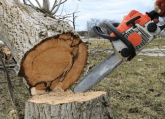 Bakıda “Avant Group” MTK ağacları kəsərək təbiətə 117 min manat ziyan vurub ağacların kəsilməsi