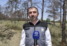 ETSN rəsmisi: Şam ağaclarının qurumasının əsas səbəbi zərərvericilərdir Ekologiya və Təbii Sərvətlər Nazirliyi Meşələrin İnkişafı Xidmətinin Meşəbərpa şöbəsinin müdiri Vahid Fərzəliyev