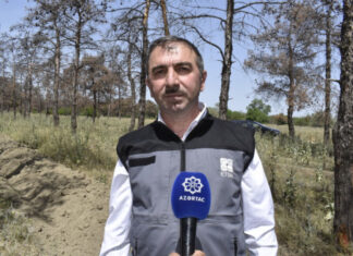 ETSN rəsmisi: Şam ağaclarının qurumasının əsas səbəbi zərərvericilərdir Ekologiya və Təbii Sərvətlər Nazirliyi Meşələrin İnkişafı Xidmətinin Meşəbərpa şöbəsinin müdiri Vahid Fərzəliyev