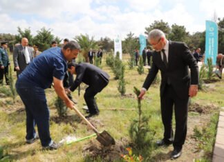 Neftçalada 200-dən çox sərv ağacı əkilib Neftçalada 200-dən çox sərv ağacı əkilib