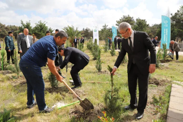 Neftçalada 200-dən çox sərv ağacı əkilib