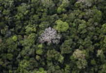 Araşdırma: Alimlər kütləvi qırğınların qarşısını almağın yollarını tapıblar meşə